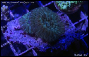 fungia_plate_coral2015-07-11 23.30.37-1