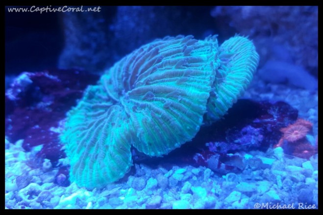 plate_coral2015-12-22-15-51-35