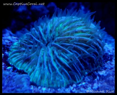 plate_coral2016-09-25-19-58-28